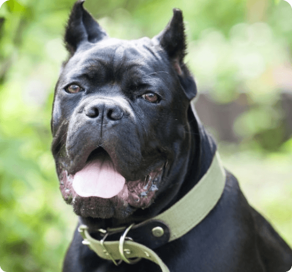 Cane Corso dog