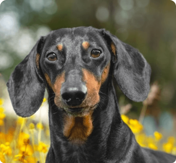 Dachshund dog