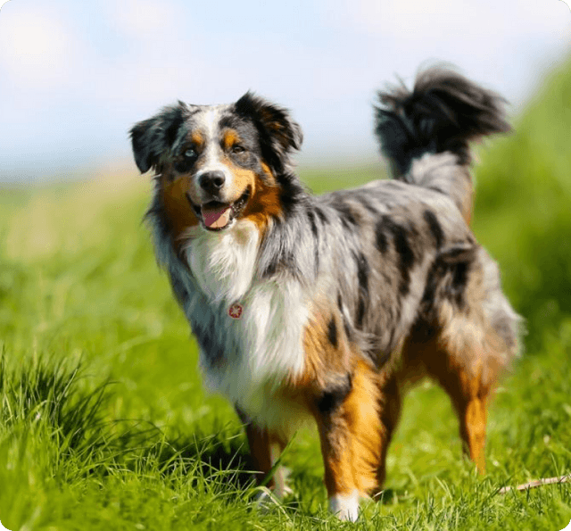 Australian Shepherd dog