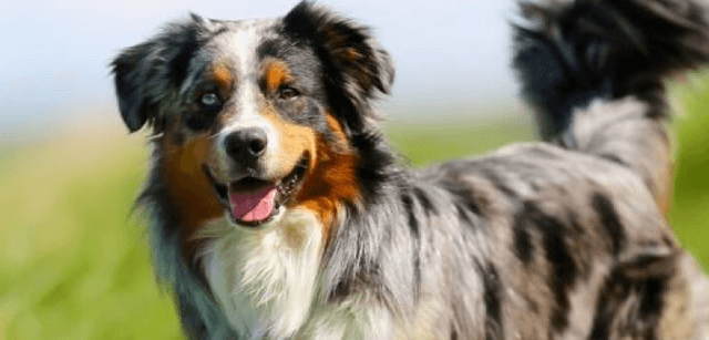 Australian Shepherd dog