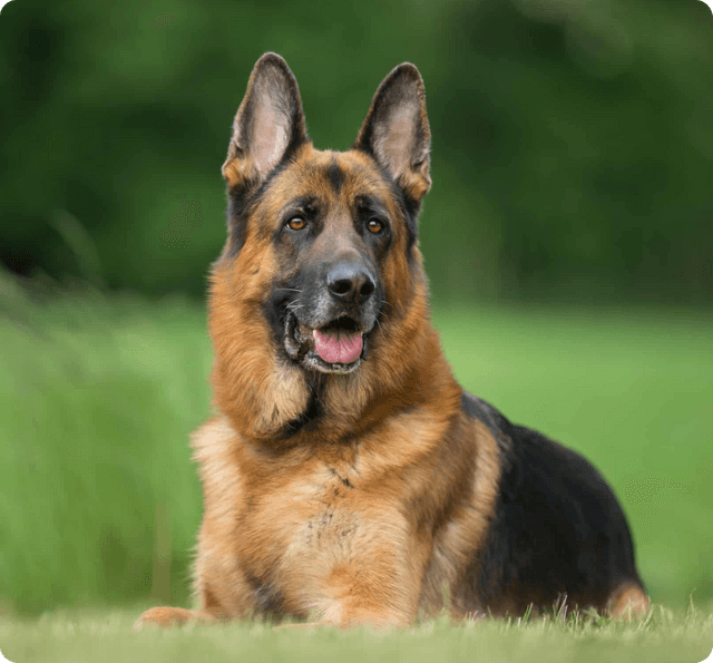 German Shepherd dog