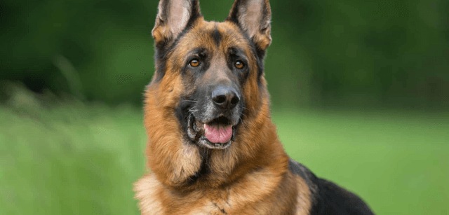 German Shepherd dog