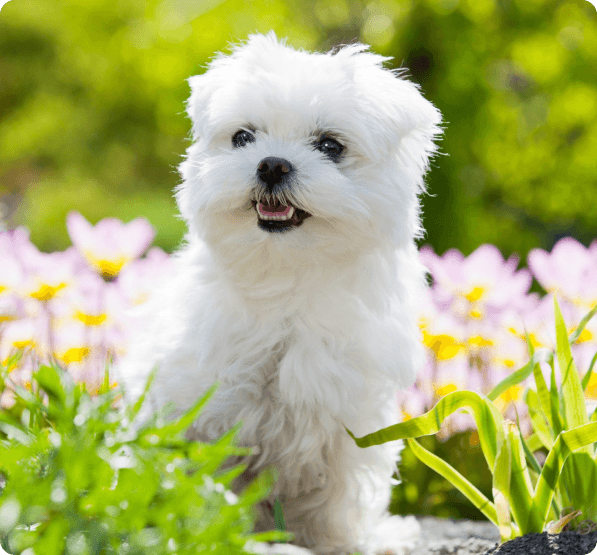 Maltese dog