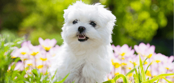 Maltese dog