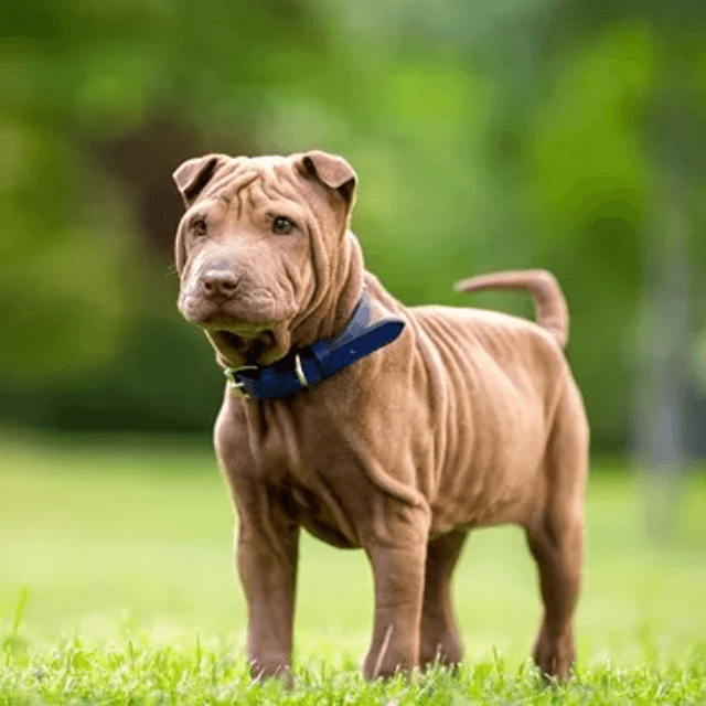 Miniature Shar-Pei dog