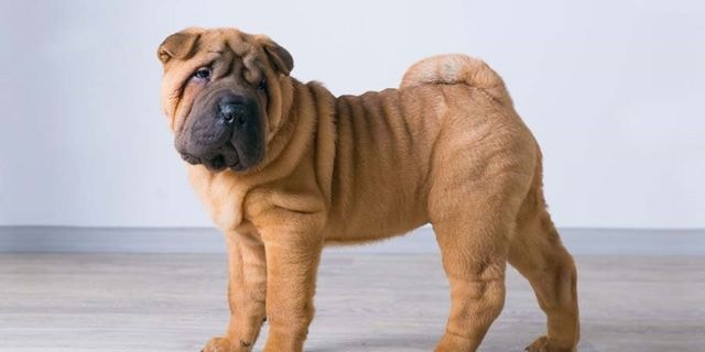 Miniature Shar-Pei dog