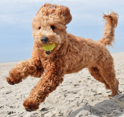 Goldendoodle puppy playing fetch in the beach.