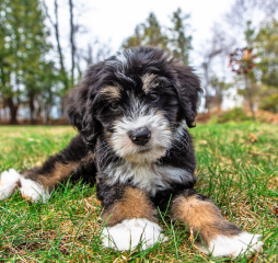 The prettiest tricolor Bernedoodle puppy resting in the park.