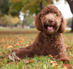 Chocolate Labradoodle dog smiling at the camera in an autumn park.