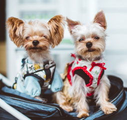 Yorkshire Terrier duo wearing matching harnesses while staring at the camera.