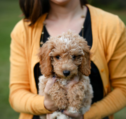 Cute miniature doodle dog being held by a woman with a yellow cardigan.
