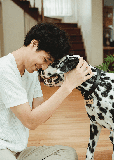 The cutest chocolate Havapoo puppy walking through a field of flowers.