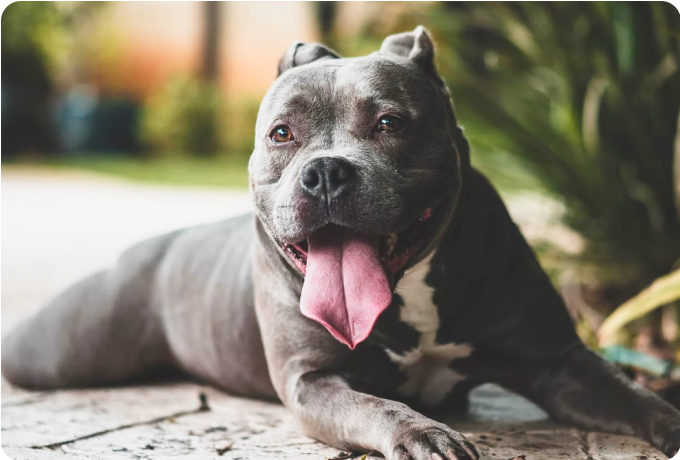 Grey American Bulldog sitting with tongue out