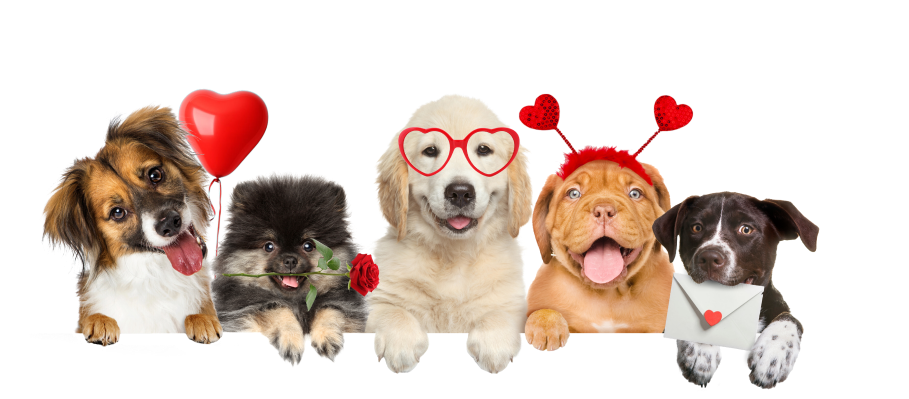 Australian Shepherd, Pomeranian, Golden Retriever, English Bulldog, and Pointer puppies sitting side by side with flowers