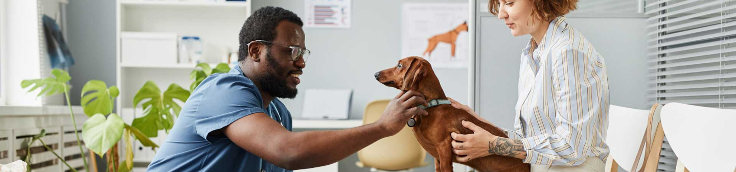 Dachshund puppy having a medical check-up