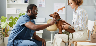 Dachshund puppy having a medical check-up