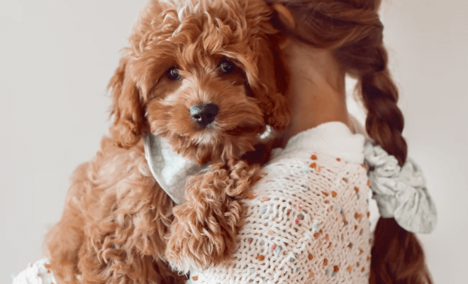 Beautiful tan and white Goldendoodle puppy smiling at the camera.
