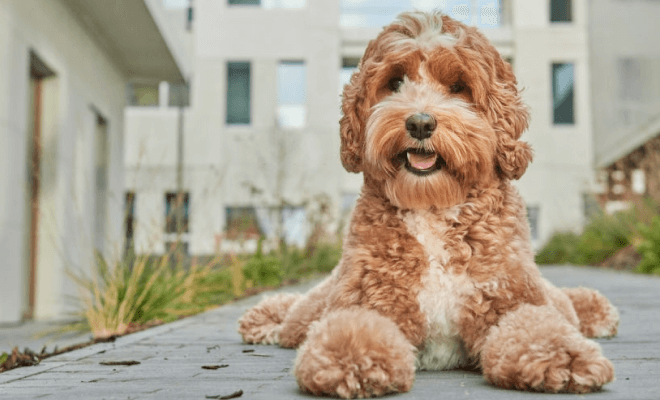 Beautiful tan and white Goldendoodle puppy smiling at the camera.