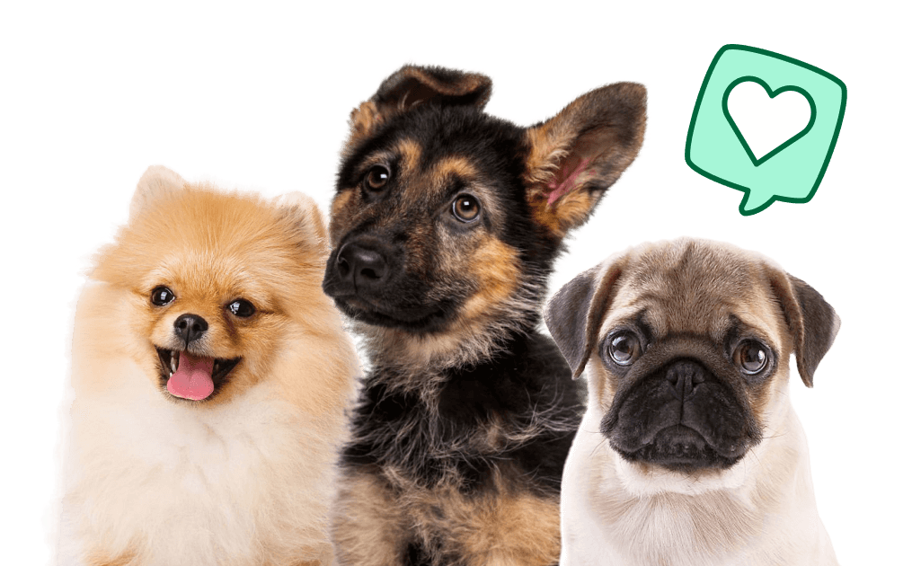 Pomeranian, German Shepherd, and Pug dogs with a Green heart icon above their head