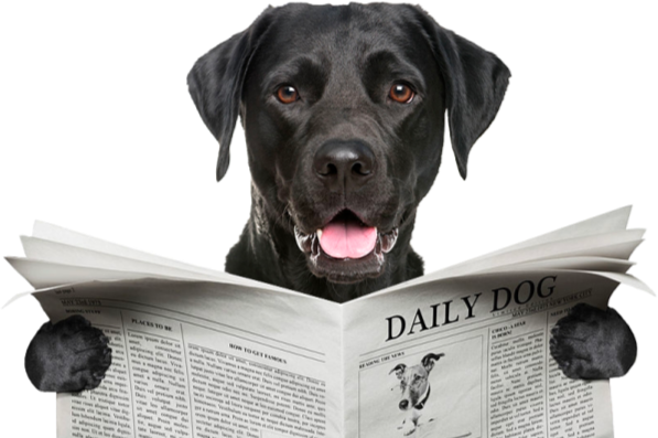 Black Labrador Retriever reading a newspaper titled Daily Dog