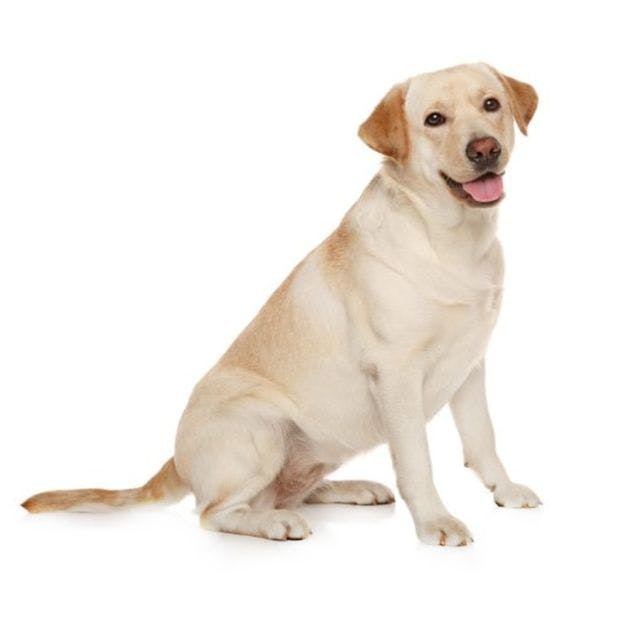 Labrador Retriever sitting and posing