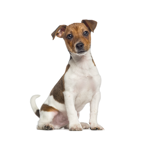 Jack Russell Terrier sitting and posing