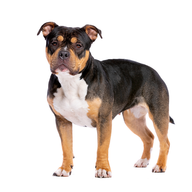 American Bully sitting and posing