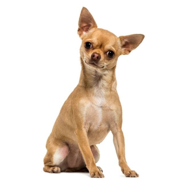 Chihuahua sitting and posing