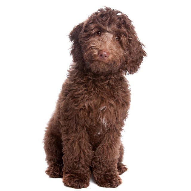 Labradoodle sitting and posing
