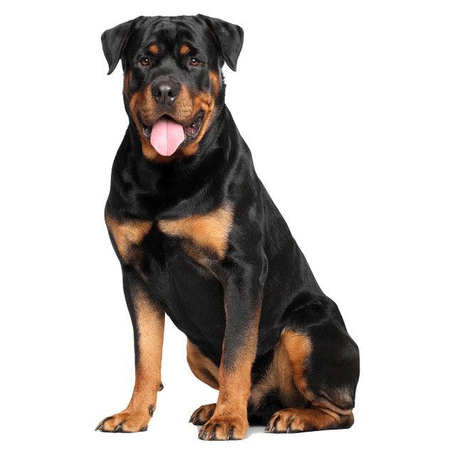 Rottweiler sitting and posing