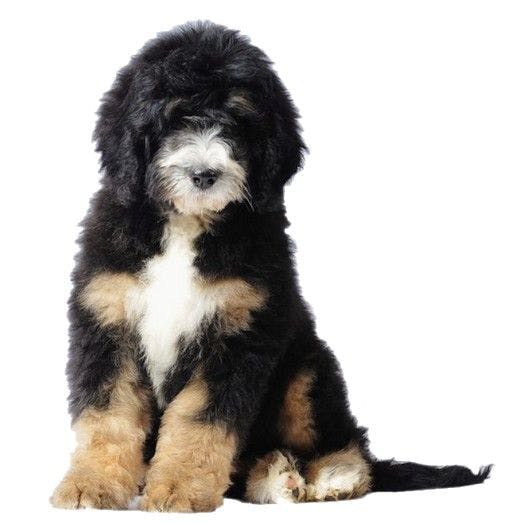 Bernedoodle sitting and posing