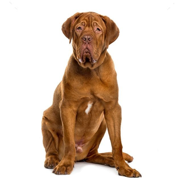 Dogue de Bordeaux sitting and posing