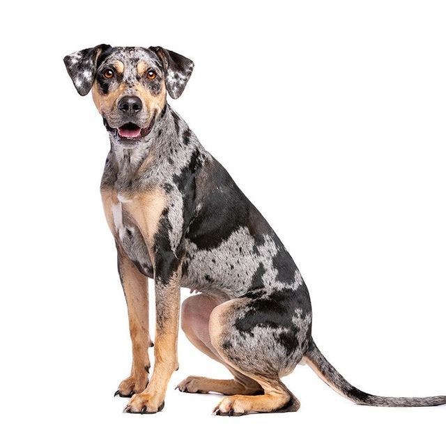Catahoula Leopard Dog sitting and posing