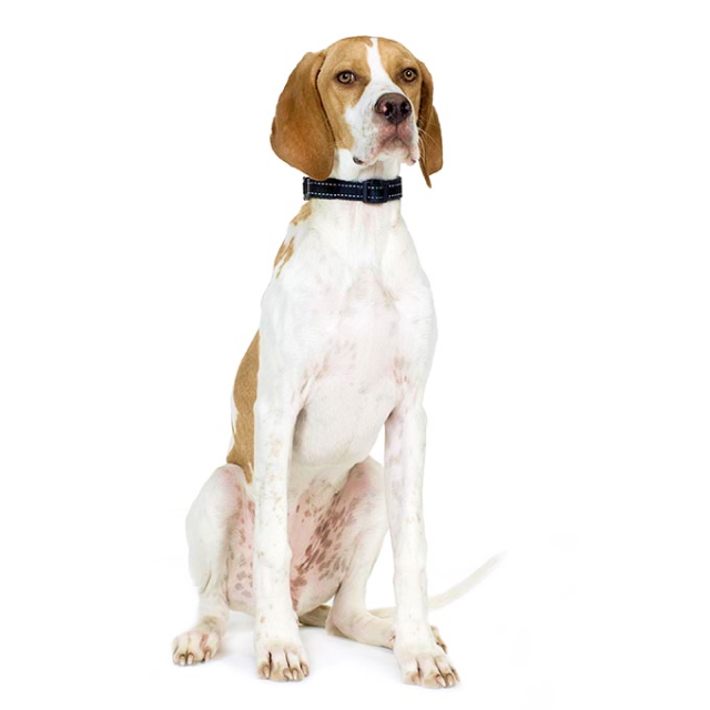 Pointer (English Pointer) sitting and posing