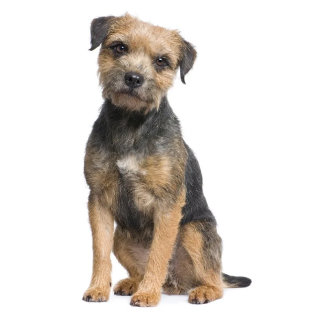 Border Terrier sitting and posing