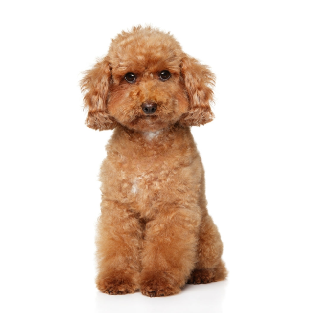 Toy Poodle sitting and posing