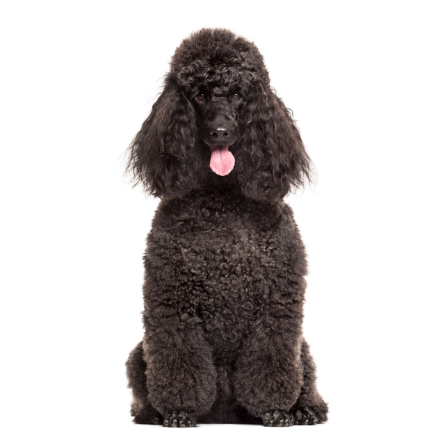 Poodle sitting and posing