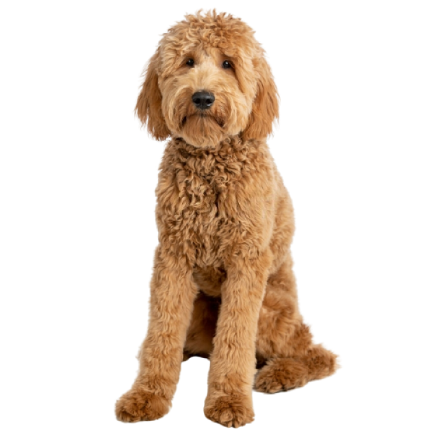 Goldendoodle sitting and posing