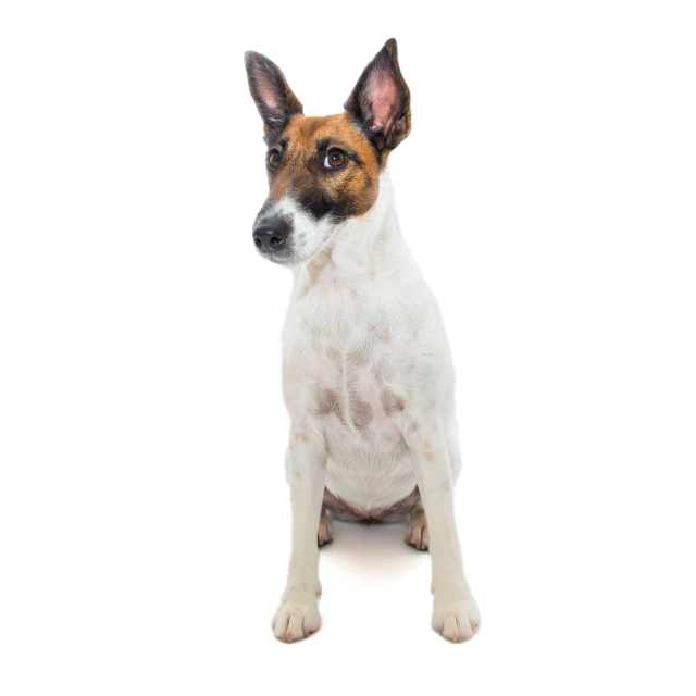 Smooth Fox Terrier sitting and posing