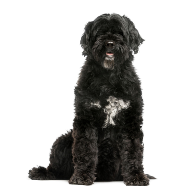 Portuguese Water Dog sitting and posing