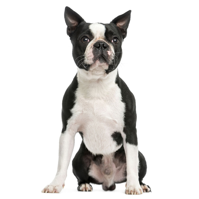 Boston Terrier sitting and posing