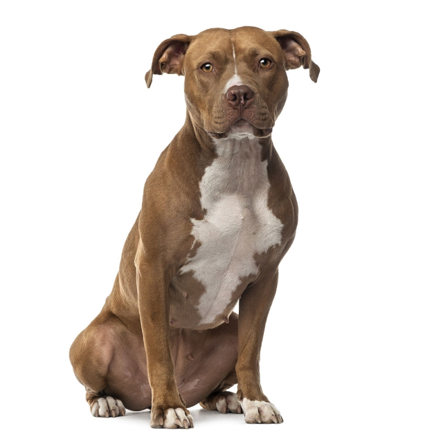 American Staffordshire Terrier sitting and posing
