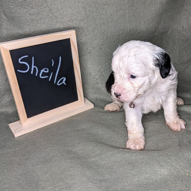 Mini Sheila