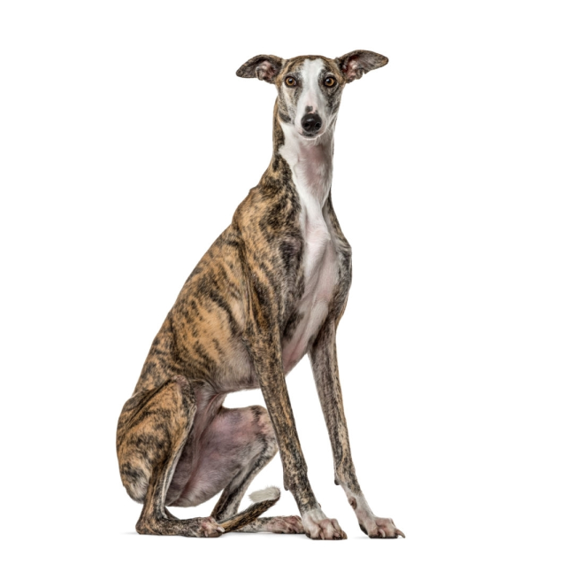 Italian Greyhound sitting and posing