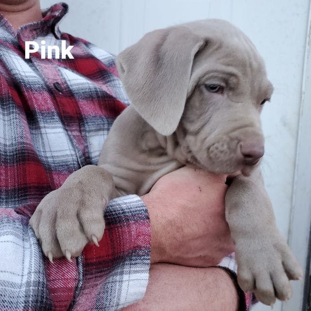 Pink Puppy 