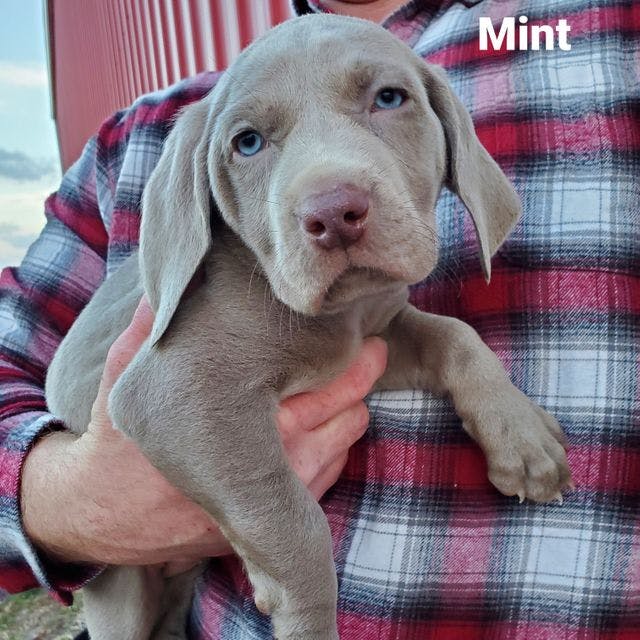 Mint Puppy