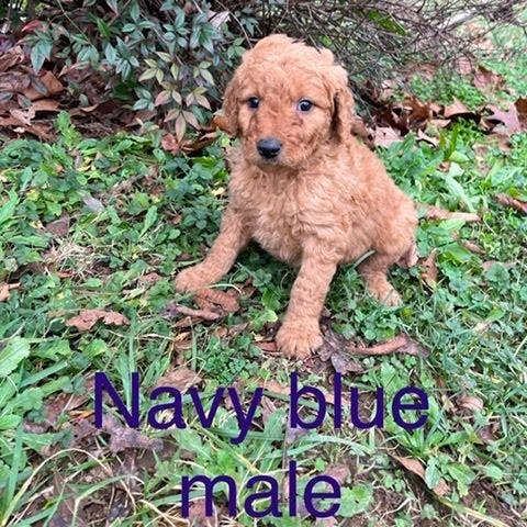 Navy blue male 