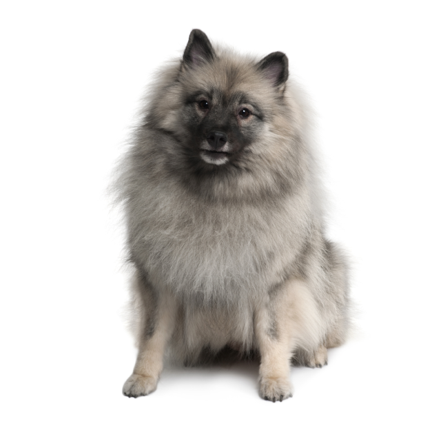 Keeshond sitting and posing