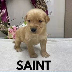 Saint 