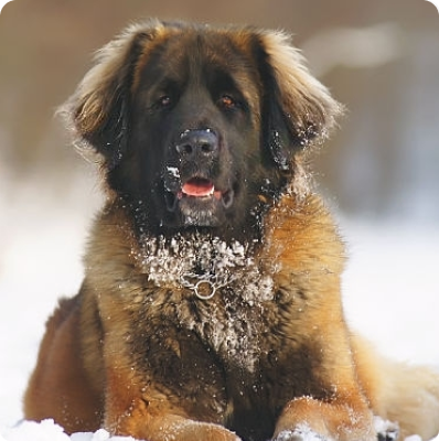 Leonberger dog